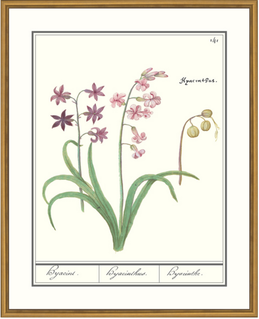 Hyacinth Print Framed