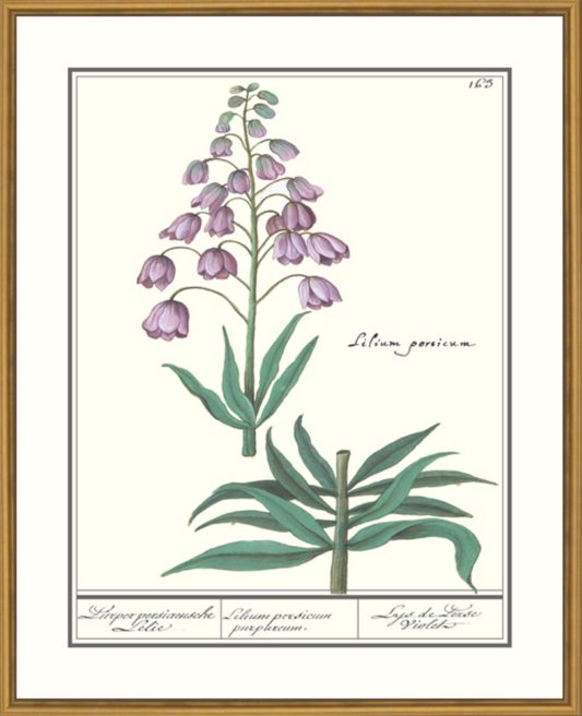 Persian Lily Framed Print