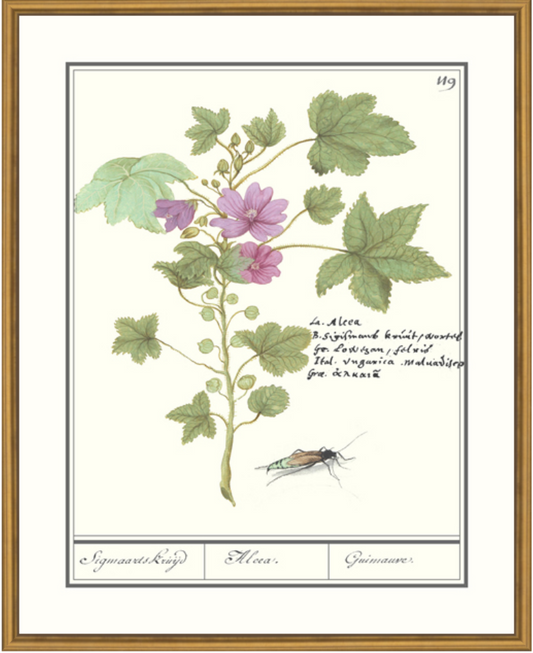 Malva Sylvestris Framed Print