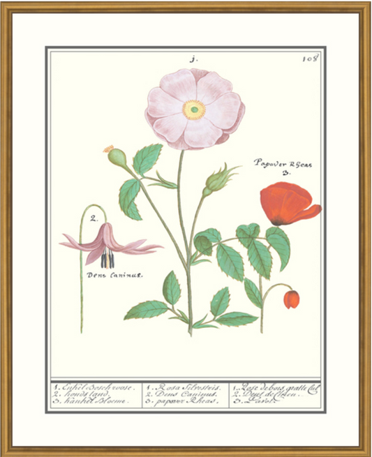 Erythronium Framed Print