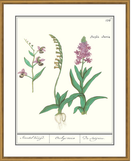 Orchid Framed Print