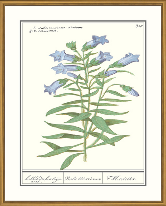 Gentiana Pneumonanthe Framed Print