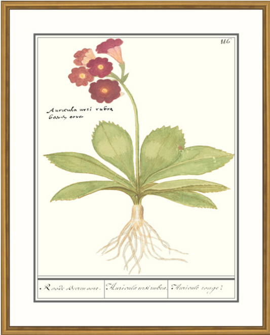 Primula Framed Print