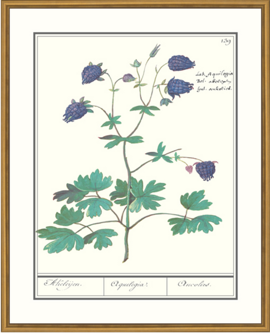 Aquilegia Framed Print