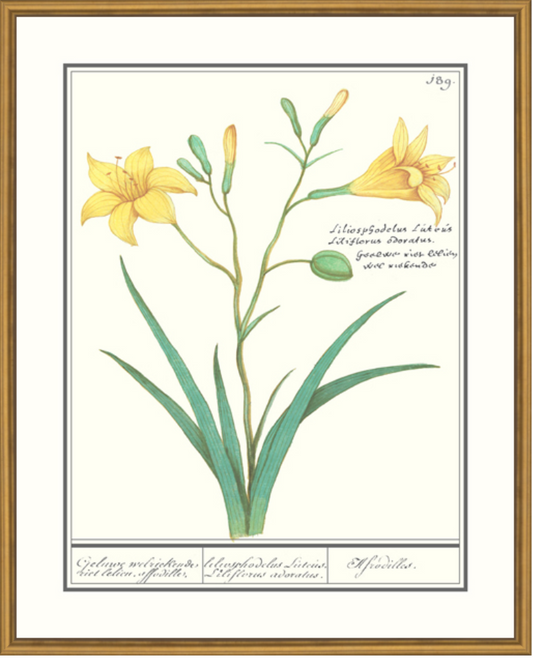 Yellow Lily Framed Print