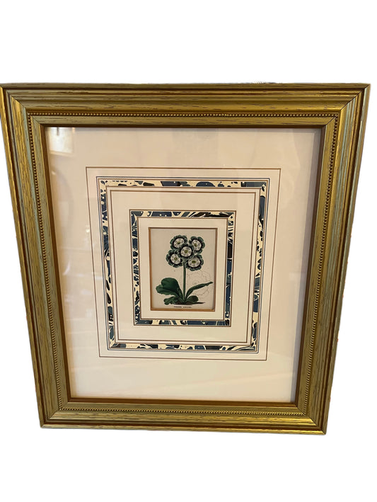 Botanical Prints w Mats