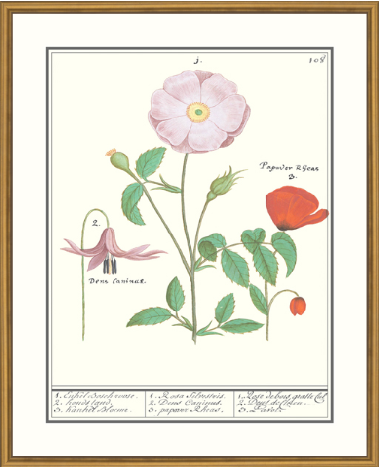Erythronium Framed Print
