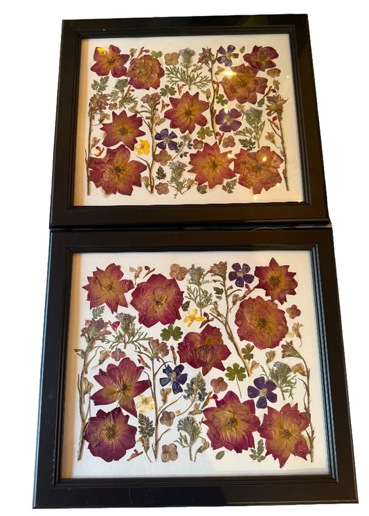 Pair of Original Pressed Botanical Art 2